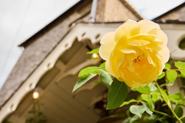 A close-up of a yellow rose in bloom, with green leaves, set against the blurred background of Preston House, featuring a sloping roof and decorative trim.