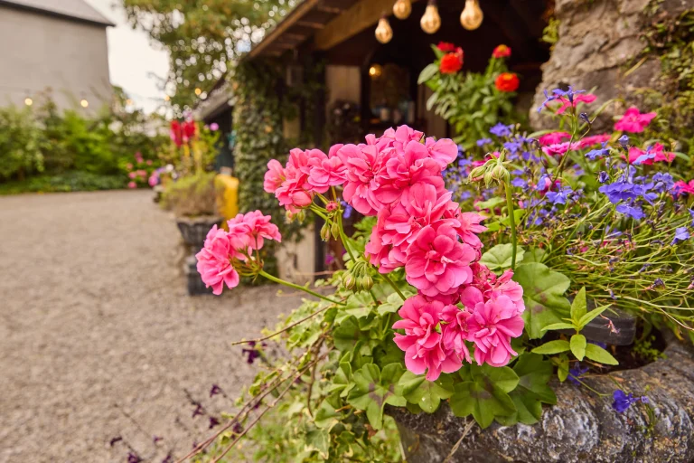 Bright pink and purple flowers bloom in a stone planter beside Preston House, a rustic building with fairy lights, surrounded by greenery and a gravel path.