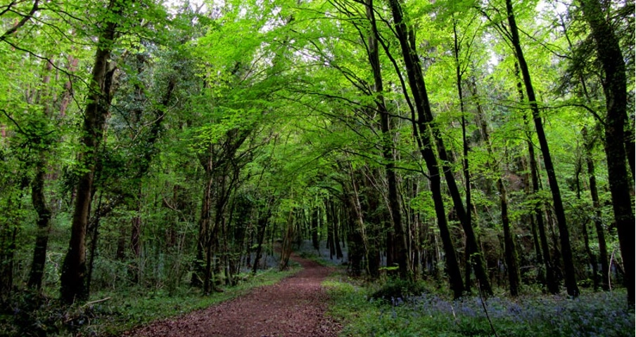 A dirt path winds through a dense forest near Preston House, with tall trees and vibrant green leaves letting sunlight filter through. The ground is covered with fallen leaves and patches of blue wildflowers.